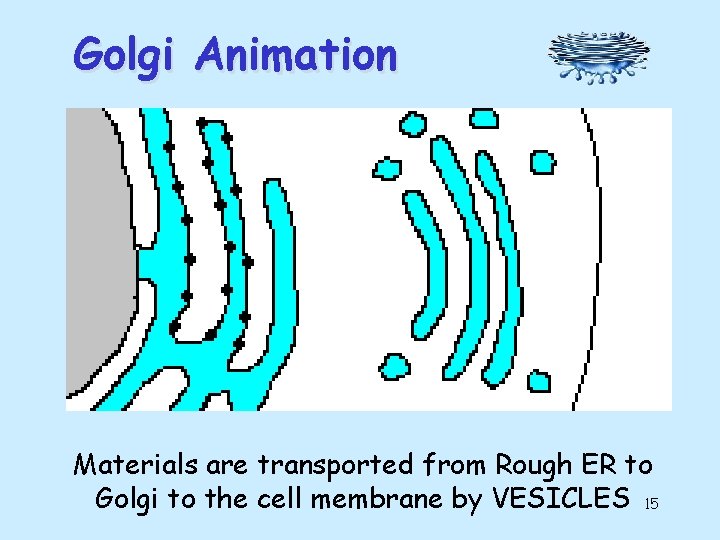 Golgi Animation Materials are transported from Rough ER to Golgi to the cell membrane