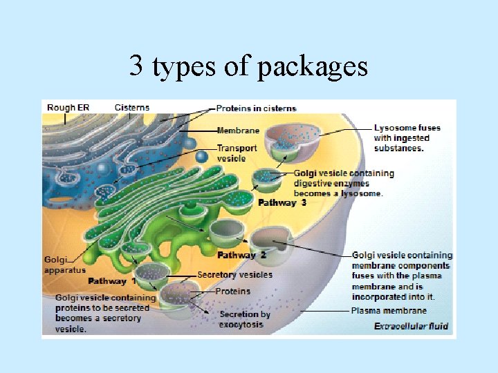 3 types of packages 