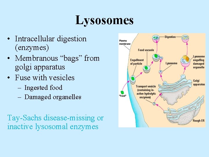 Lysosomes • Intracellular digestion (enzymes) • Membranous “bags” from golgi apparatus • Fuse with