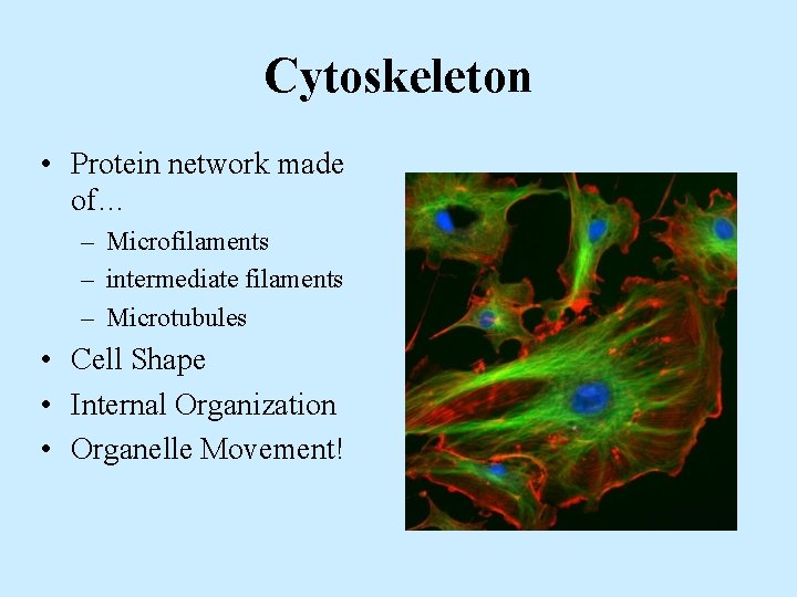 Cytoskeleton • Protein network made of… – Microfilaments – intermediate filaments – Microtubules •