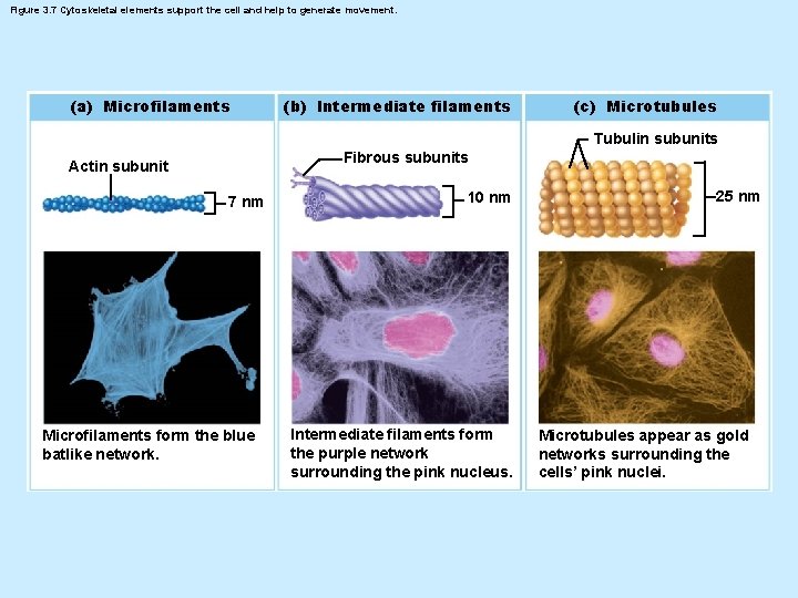 Figure 3. 7 Cytoskeletal elements support the cell and help to generate movement. (a)