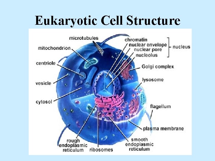 Eukaryotic Cell Structure 