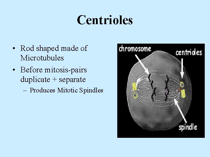 Centrioles • Rod shaped made of Microtubules • Before mitosis-pairs duplicate + separate –