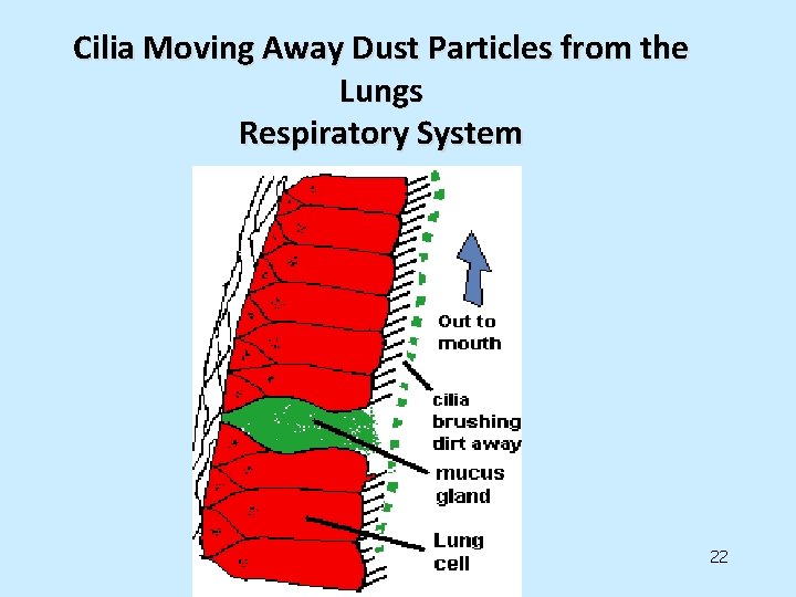 Cilia Moving Away Dust Particles from the Lungs Respiratory System 22 