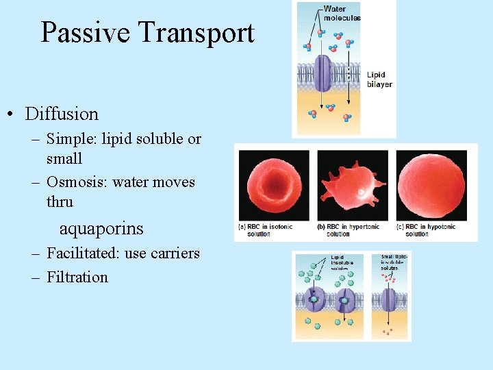 Passive Transport • Diffusion – Simple: lipid soluble or small – Osmosis: water moves