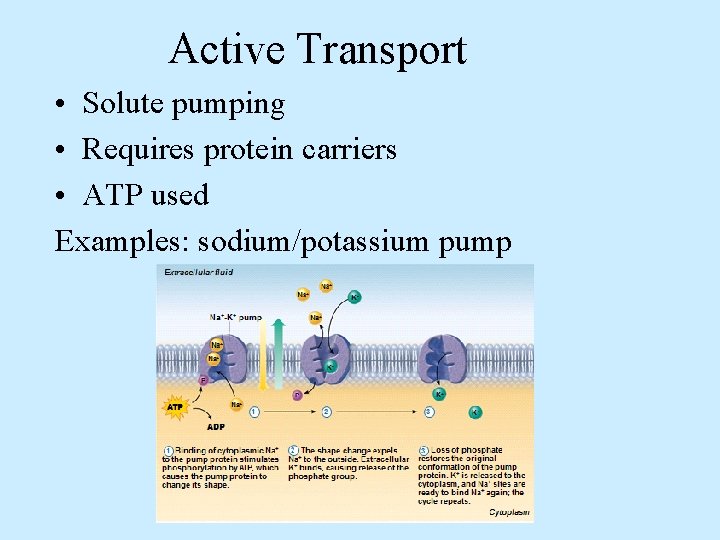 Active Transport • Solute pumping • Requires protein carriers • ATP used Examples: sodium/potassium