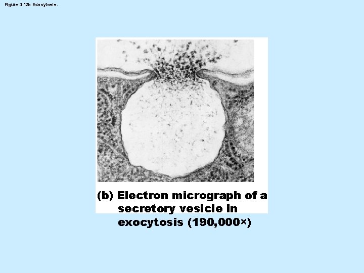 Figure 3. 12 b Exocytosis. (b) Electron micrograph of a secretory vesicle in exocytosis