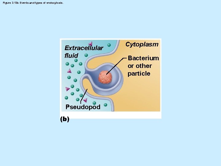 Figure 3. 13 b Events and types of endocytosis. Extracellular fluid Pseudopod (b) Cytoplasm