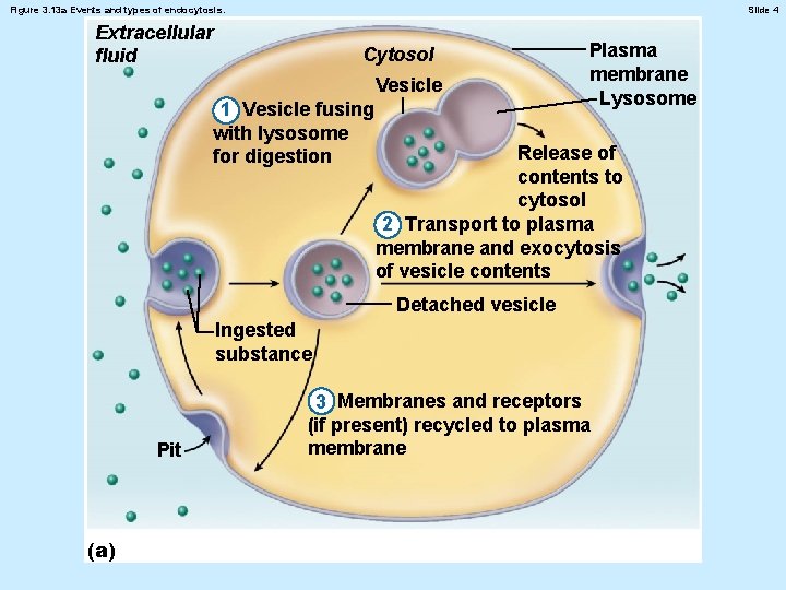 Figure 3. 13 a Events and types of endocytosis. Slide 4 Extracellular fluid Cytosol