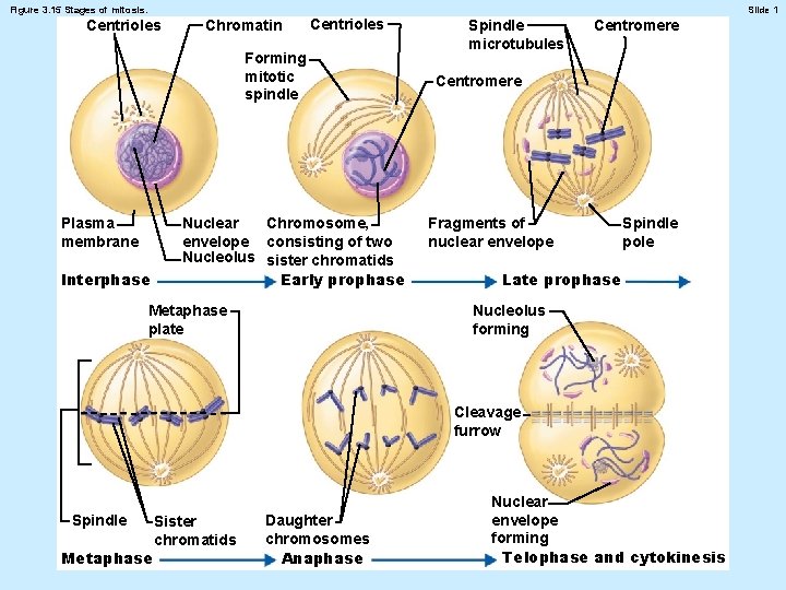 Figure 3. 15 Stages of mitosis. Slide 1 Centrioles Chromatin Centrioles Forming mitotic spindle