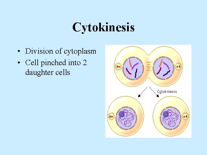 Cytokinesis • Division of cytoplasm • Cell pinched into 2 daughter cells 