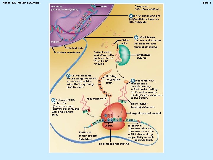 Figure 3. 16 Protein synthesis. Slide 1 Nucleus (site of transcription) Cytoplasm (site of