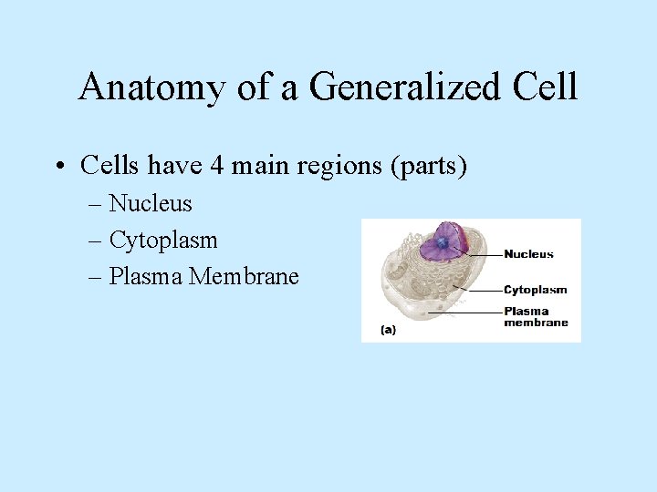 Anatomy of a Generalized Cell • Cells have 4 main regions (parts) – Nucleus