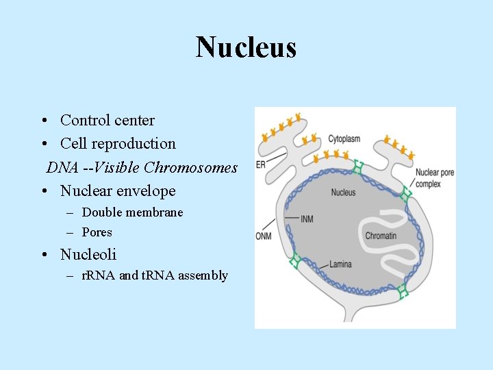 Nucleus • Control center • Cell reproduction DNA --Visible Chromosomes • Nuclear envelope –