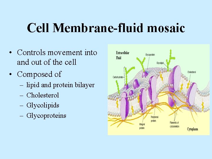 Cell Membrane-fluid mosaic • Controls movement into and out of the cell • Composed