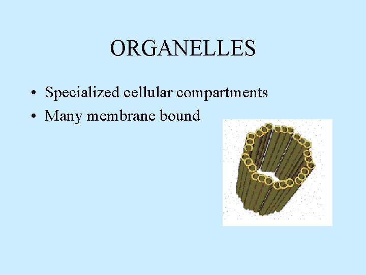 ORGANELLES • Specialized cellular compartments • Many membrane bound 