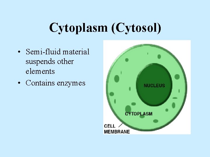 Cytoplasm (Cytosol) • Semi-fluid material suspends other elements • Contains enzymes 