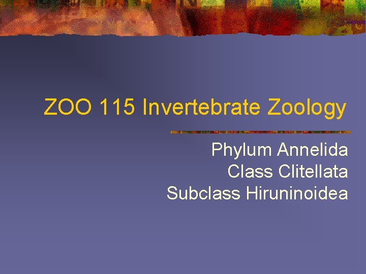 ZOO 115 Invertebrate Zoology Phylum Annelida Class Clitellata Subclass Hiruninoidea 