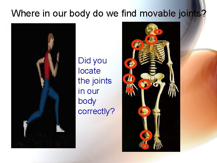 Where in our body do we find movable joints? Did you locate the joints