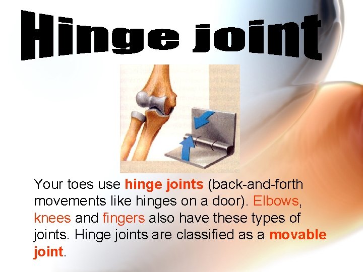 Your toes use hinge joints (back-and-forth movements like hinges on a door). Elbows, knees