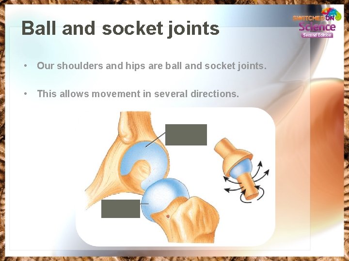 Ball and socket joints • Our shoulders and hips are ball and socket joints.