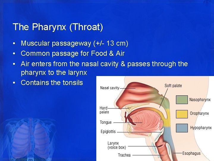 The Pharynx (Throat) • Muscular passageway (+/- 13 cm) • Common passage for Food The Pharynx (Throat) • Muscular passageway (+/- 13 cm) • Common passage for Food