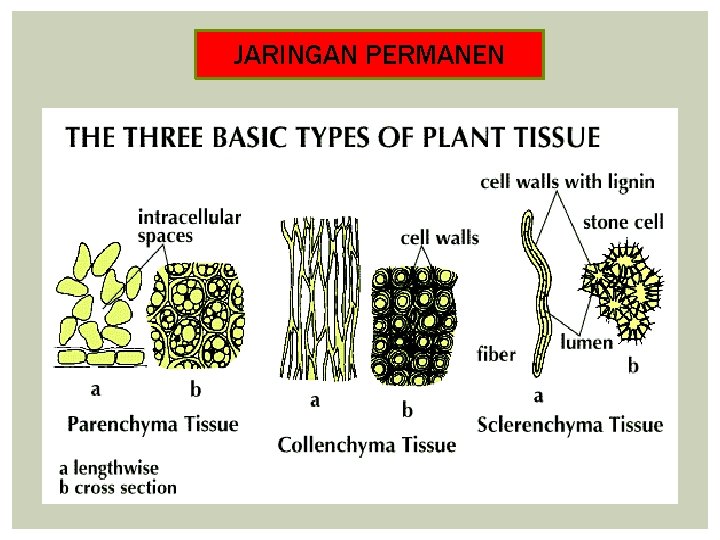 JARINGAN PERMANEN 