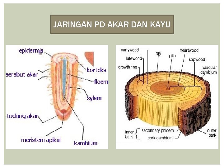 JARINGAN PD AKAR DAN KAYU 