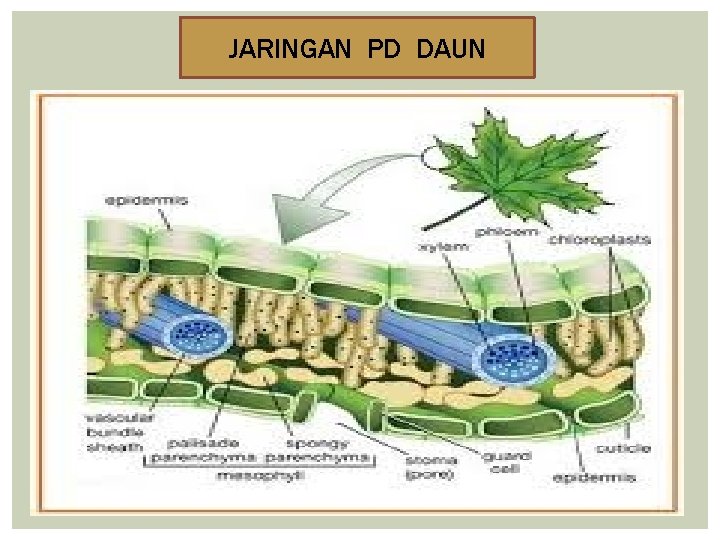 JARINGAN PD DAUN 