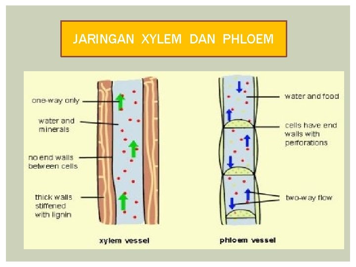 JARINGAN XYLEM DAN PHLOEM 