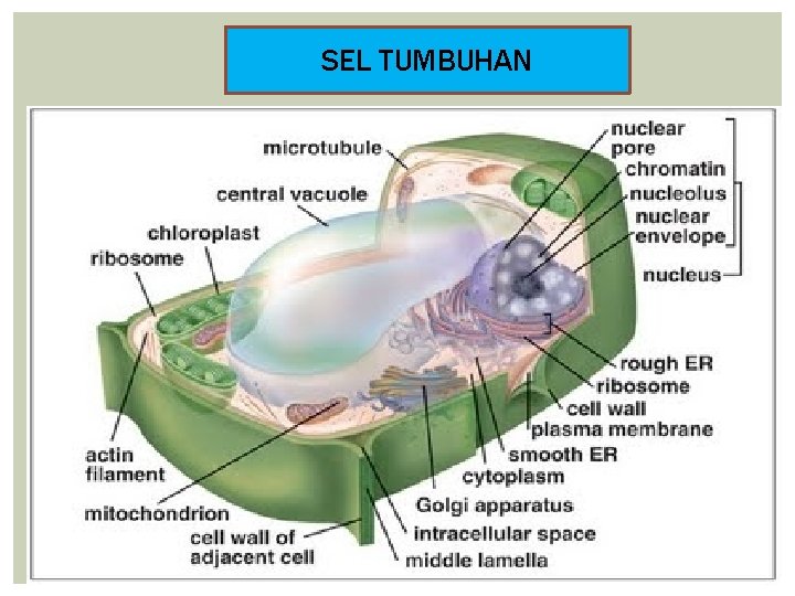 SEL TUMBUHAN 