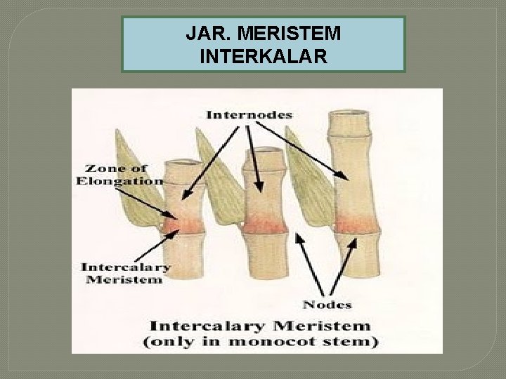 JAR. MERISTEM INTERKALAR 