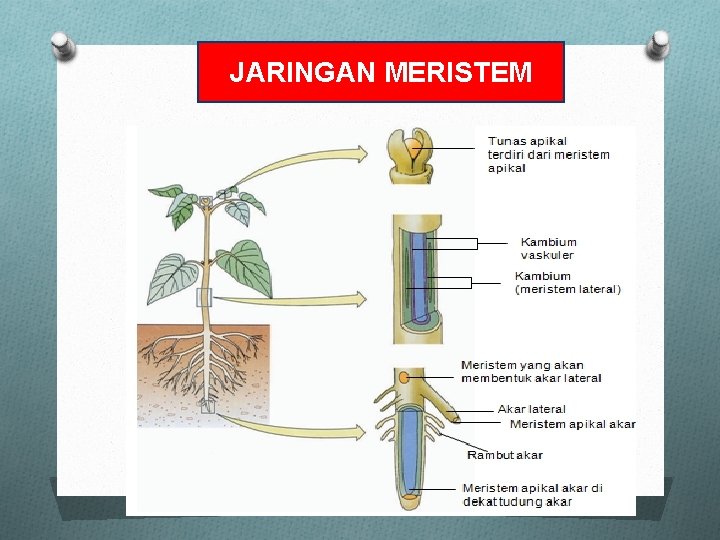 JARINGAN MERISTEM 