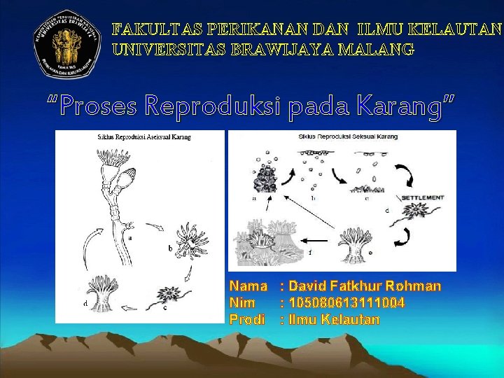 FAKULTAS PERIKANAN DAN ILMU KELAUTAN UNIVERSITAS BRAWIJAYA MALANG “Proses Reproduksi pada Karang” Nama :