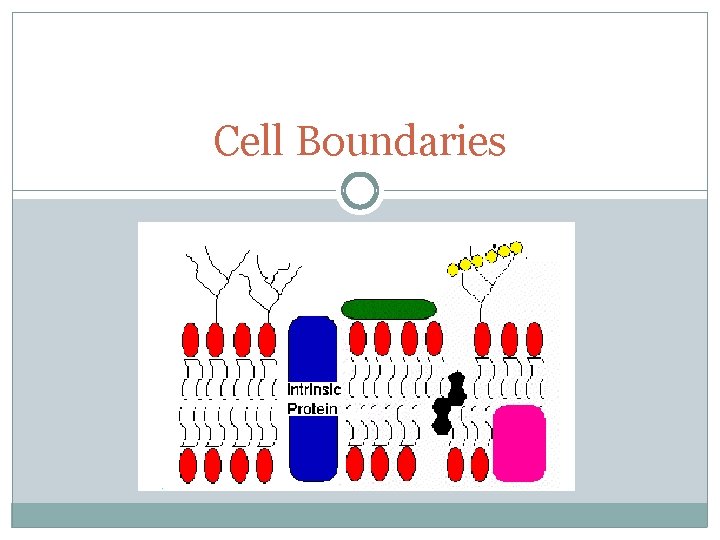 Cell Boundaries 
