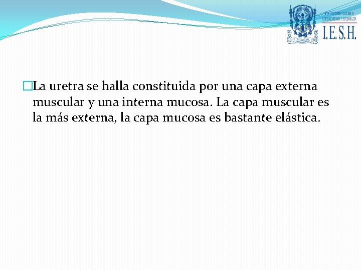 �La uretra se halla constituida por una capa externa muscular y una interna mucosa.