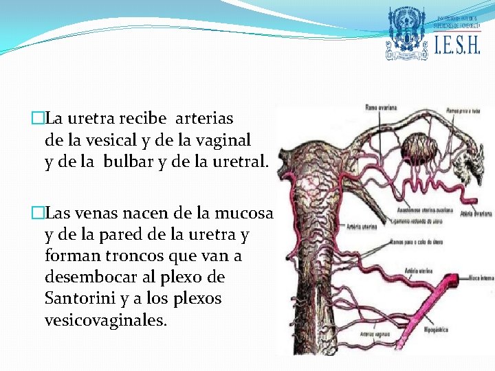 �La uretra recibe arterias de la vesical y de la vaginal y de la