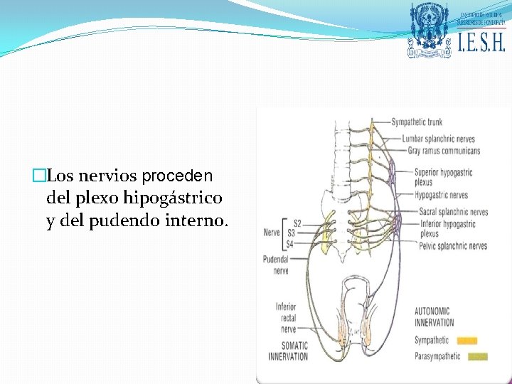 �Los nervios proceden del plexo hipogástrico y del pudendo interno. 