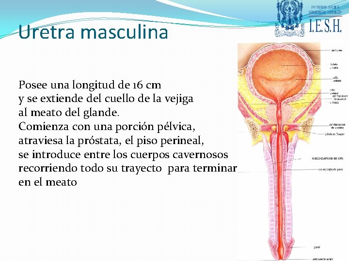 Uretra masculina Posee una longitud de 16 cm y se extiende del cuello de