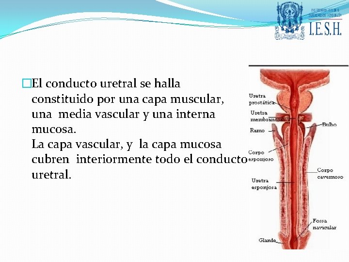 �El conducto uretral se halla constituido por una capa muscular, una media vascular y