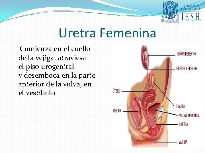 Uretra Femenina Comienza en el cuello de la vejiga, atraviesa el piso urogenital y