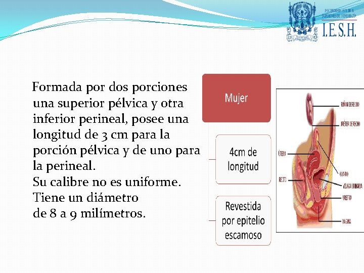 Formada por dos porciones una superior pélvica y otra inferior perineal, posee una longitud