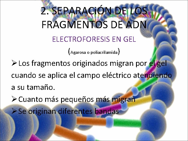 2. SEPARACiÓN DE LOS FRAGMENTOS DE ADN ELECTROFORESIS EN GEL (Agarosa o poliacrilamida) Ø