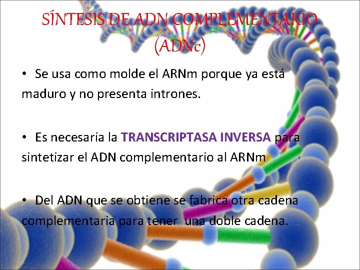 SÍNTESIS DE ADN COMPLEMENTARIO (ADNc) • Se usa como molde el ARNm porque ya