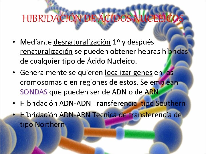 HIBRIDACIÓN DE ÁCIDOS NUCLEICOS • Mediante desnaturalización 1º y después renaturalización se pueden obtener