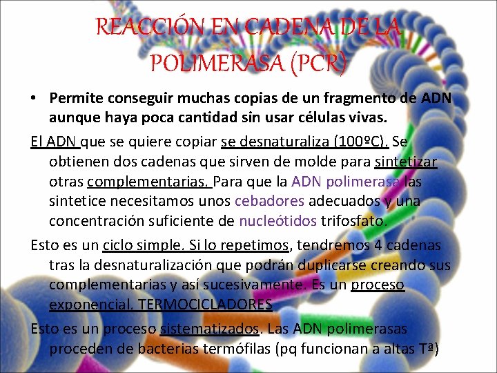 REACCIÓN EN CADENA DE LA POLIMERASA (PCR) • Permite conseguir muchas copias de un