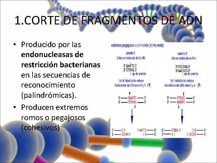 1. CORTE DE FRAGMENTOS DE ADN • Producido por las endonucleasas de restricción bacterianas