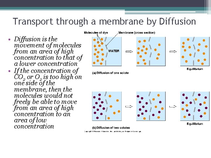 Transport through a membrane by Diffusion • Diffusion is the movement of molecules from