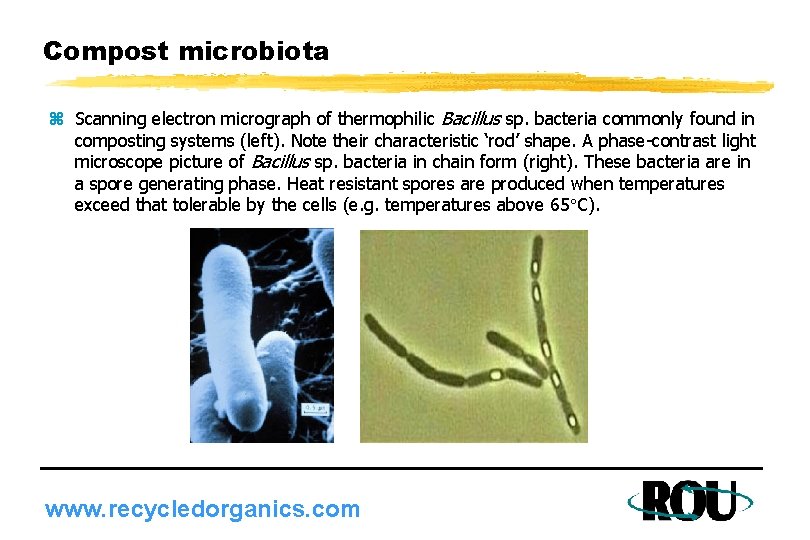 Compost microbiota z Scanning electron micrograph of thermophilic Bacillus sp. bacteria commonly found in