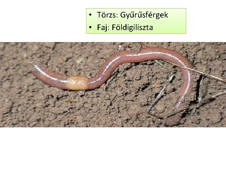  • Törzs: Gyűrűsférgek • Faj: Földigiliszta 